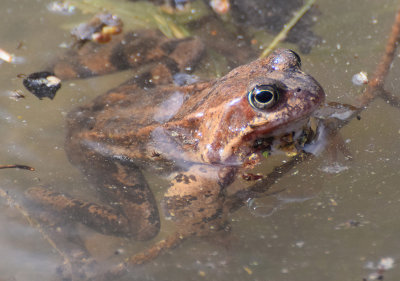 Vanlig groda (Rana temporaria)