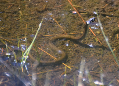 Snok (Natrix natrix)