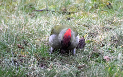 Gröngöling (Picus viridis)