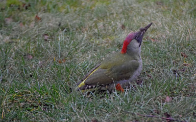 Gröngöling (Picus viridis)