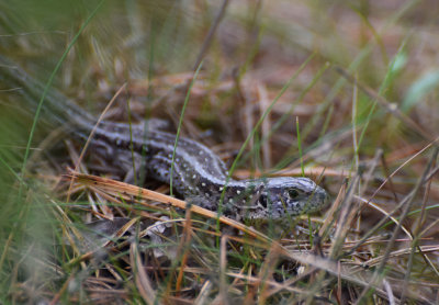 Sanddla (Lacerta agilis)