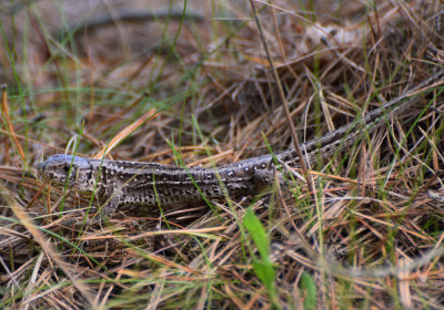 Sanddla (Lacerta agilis)
