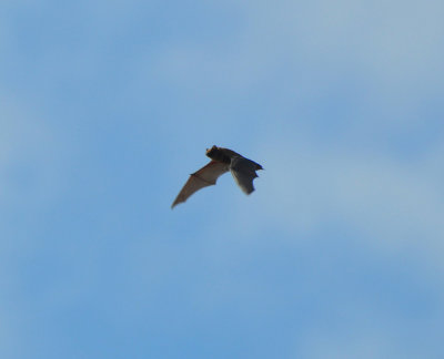 Strre brunfladdermus, (Nyctalus noctula) Rosenkllasjn - stergtland.