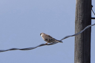 Aftonfalk (Falco vespertinus)