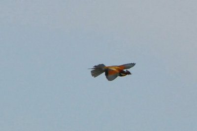 Bitare (Merops apiaster)  Ottenby  land