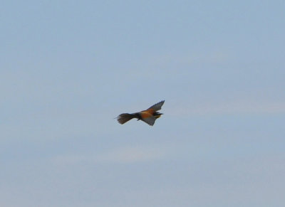Bitare (Merops apiaster)  Ottenby  land