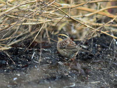 Sibirisk jrnsparv (Prunella montanella)  Grnhgen - land