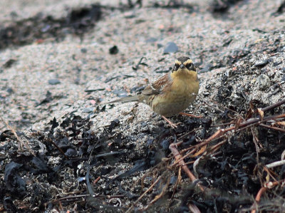 Sibirisk jrnsparv (Prunella montanella) Grnhgen - land