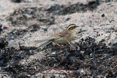 Sibirisk jrnsparv (Prunella montanella)  Grnhgen - land