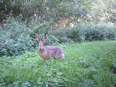 Flthare (Lepus europaeus)