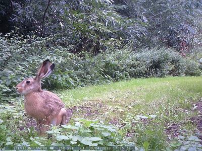 Flthare (Lepus europaeus)