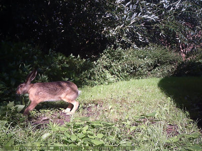 Flthare (Lepus europaeus)