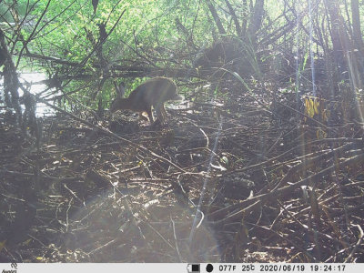 Flthare (Lepus europaeus)
