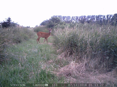 Rdjur (Capreolus capreolus)