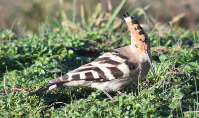 Landbirds in Sweden