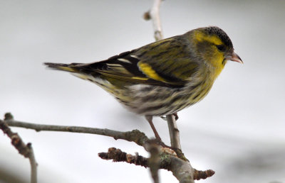 Grönsiska (Spinus spinus)