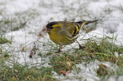 Grönsiska (Spinus spinus)