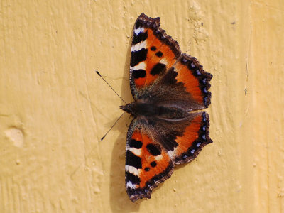 Nsselfjril (Nymphalis urticae)