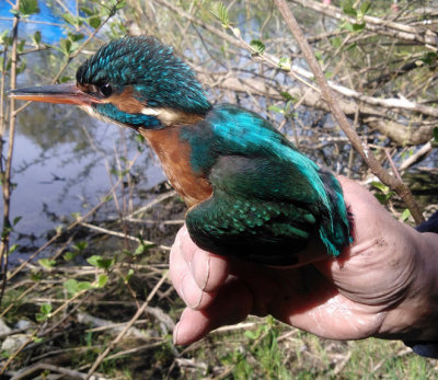 Kungsfiskare (Alcedo atthis)