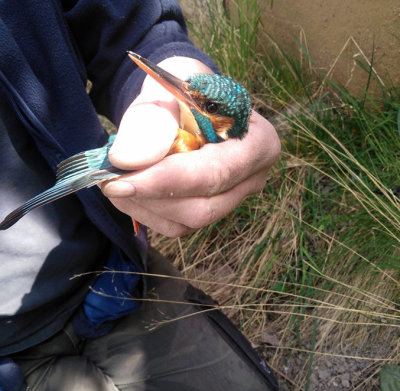 Kungsfiskare (Alcedo atthis)