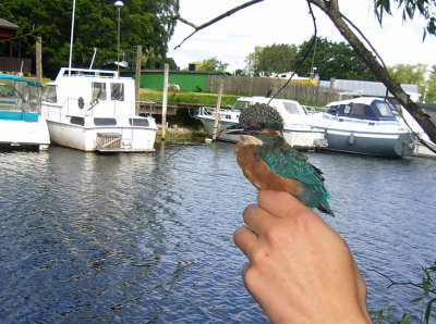 Kungsfiskare (Alcedo atthis)