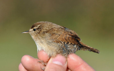 Grdsmyg (Troglodytes troglodytes) 