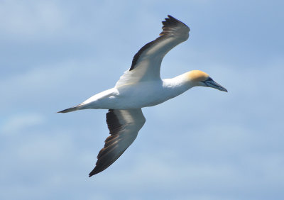 Flying birds