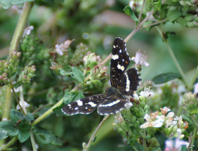 Butterflies and Moths Hagapark