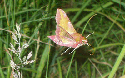 Liten snabelsvrmare (Deilephila porcellus) land 