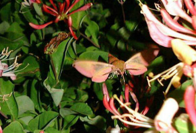 Allmn snabelsvrmare (Deilephila elpenor) land