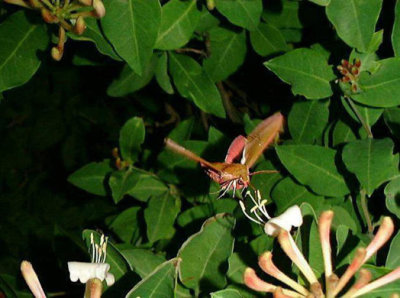Allmn snabelsvrmare (Deilephila elpenor) land