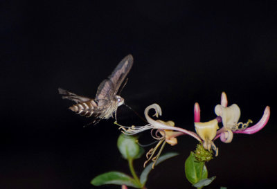 Brunsprtad skymningssvrmare, (Hyles gallii)