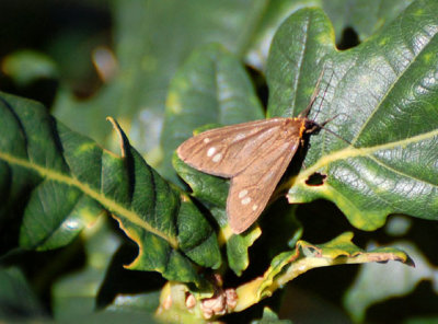 Moths in Sweden