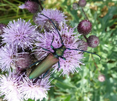 Myskbock (Aromia moschata)