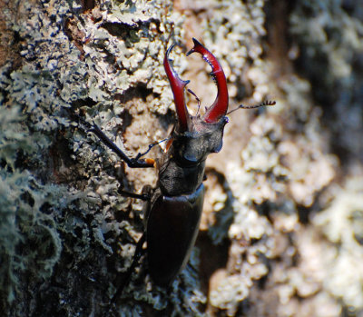 Ekoxe (Lucanus cervus)  land