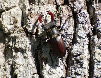 Ekoxe (Lucanus cervus)  land