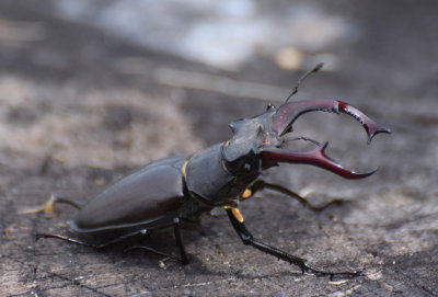 Ekoxe (Lucanus cervus)  land