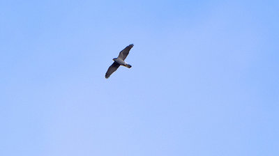 Duvhök (Accipiter gentilis)