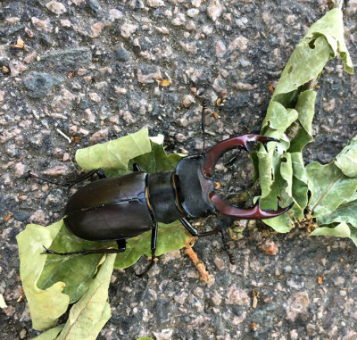 Ekoxe (Lucanus cervus)