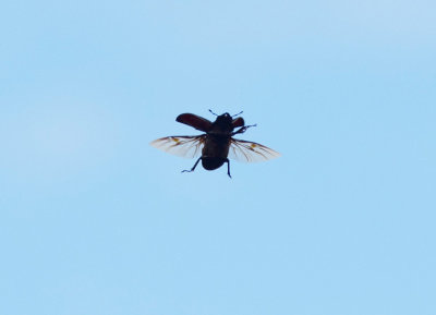 Ekoxe (Lucanus cervus)