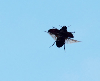 Ekoxe (Lucanus cervus)