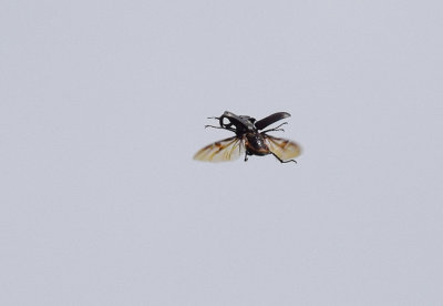 Ekoxe (Lucanus cervus)
