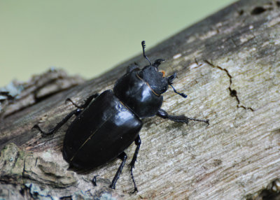Ekoxe (Lucanus cervus)  land