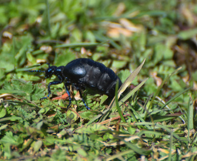 Svart majbagge (Meloe proscarabaeus)