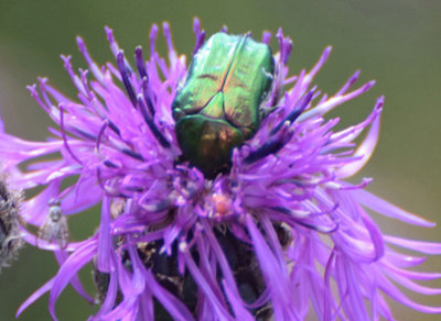 Gräsgrön guldbagge (Cetonia aurata)