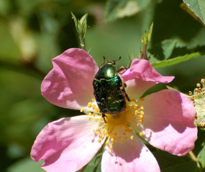 Gräsgrön guldbagge (Cetonia aurata)