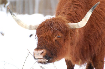 Highlands cattle. Beijershamn - land
