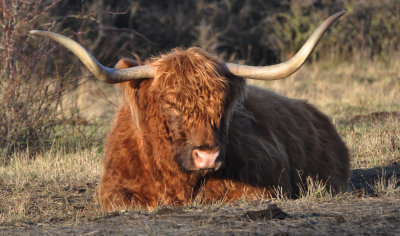 Highlands cattle. Beijershamn - land