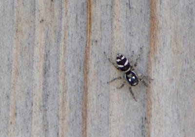 Sebraspindel (Salticus scenicus)