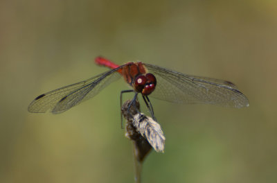 Blodröd ängstrollslända (Sympetrum sanguineum)